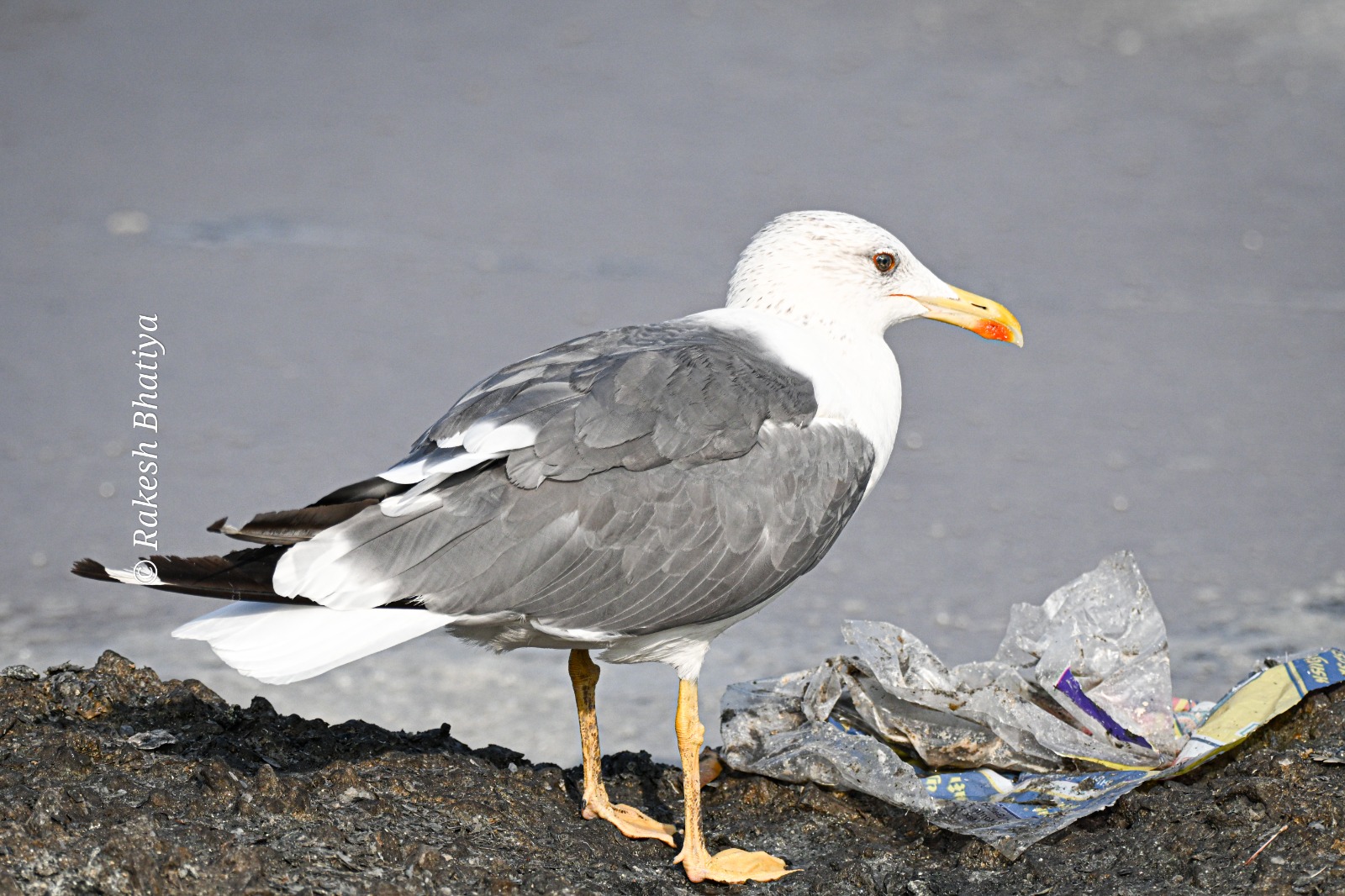 Caspian Gull
